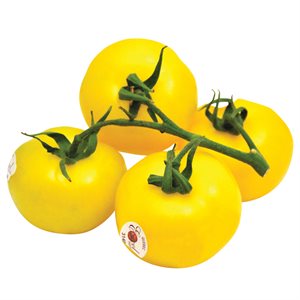 Tomate grappe jaune