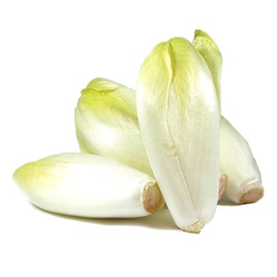 Endive Blanche